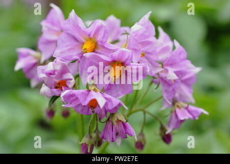 Solanum tuberosum 'Maris Piper 'potato Pflanzensorte in Blume, Großbritannien Stockfoto