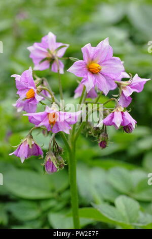 Solanum tuberosum 'Maris Piper 'potato Pflanzensorte in Blume, Großbritannien Stockfoto