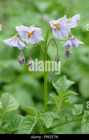 Solanum tubersoum 'Rocket', eine erste frühe Sorte in Blüte in einem Englischen Garten, Großbritannien Stockfoto