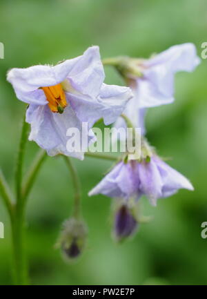 Solanum tubersoum 'Rocket', eine erste frühe Sorte in Blüte in einem Englischen Garten, Großbritannien Stockfoto