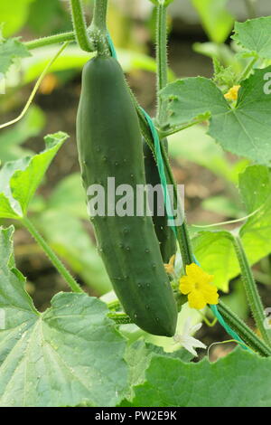 Cucumis sativus. Gurke bin arketmore" senkrecht nach oben wachsenden String in einem Gewächshaus, Großbritannien Stockfoto