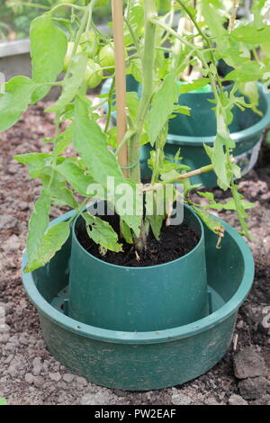 Solanum Lycopersicum. Gewächshaus 'Darby Gestreiften "heritage Tomaten Pflanzen in einem Topf wachsen starke Entwicklung der Hilfe für wachsende und gezielte Bewässerung. Stockfoto