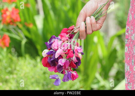 Lathyrus Odoratus. Frisch Bündel von Spencer Sweet pea Blumen durch weibliche Gärtner in einem Englischen Garten im Sommer abgeholt, Großbritannien Stockfoto