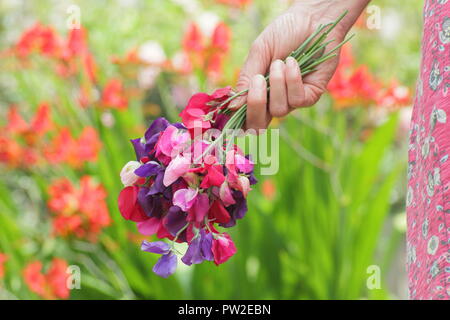 Lathyrus Odoratus. Frisch Bündel von Spencer Sweet pea Blumen durch weibliche Gärtner in einem Englischen Garten im Sommer abgeholt, Großbritannien Stockfoto