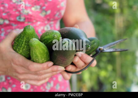 Cucumis sativus. Frisch geerntete „Marketmore“- und „Delikate“-Gurken in einem englischen Garten, Großbritannien Stockfoto