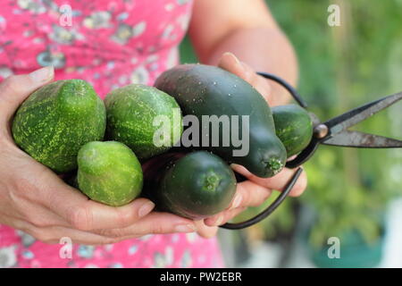 Frau bei der Gurkenernte - Cucumis sativus Marketmore' und 'Delikate'. Stockfoto