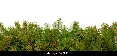 Weihnachtsbaum Niederlassungen auf Weiß Stockfoto