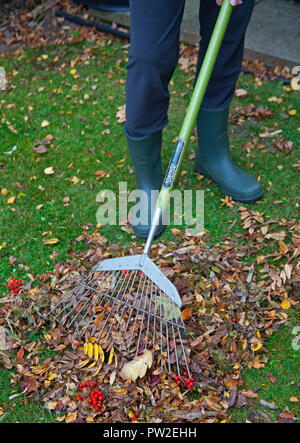 Harken Laub im Garten im Herbst Saison, Edinburgh, Schottland, Großbritannien Stockfoto