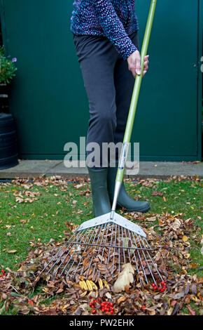 Harken Laub im Garten im Herbst Saison, Edinburgh, Schottland, Großbritannien Stockfoto