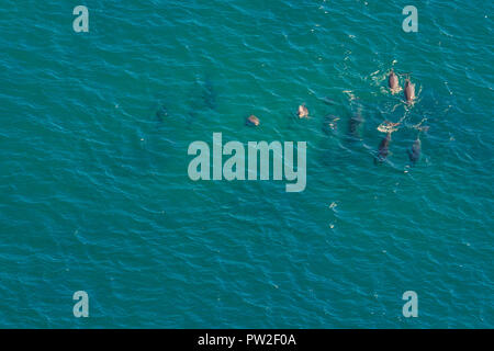 Gruppe der Wale in St. Lucia, Südafrika, eines der besten Safari Destinationen. Luftaufnahme. Whale Watching während der Migration zwischen Juni und November im Winter. Stockfoto