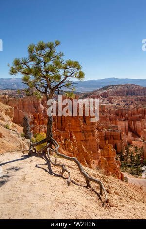 Bryce Canyon National Park in Utah Stockfoto