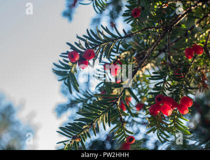 Westonbirt Arboretum, Tetbury, Gloucestershire, VEREINIGTES KÖNIGREICH Stockfoto