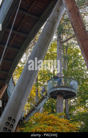 Die STIHL Treetop walkway an Westonbirt Arboretum im Herbst. Wanderer und Fotografen nutzen die Baumkrone Perspektive. Stockfoto