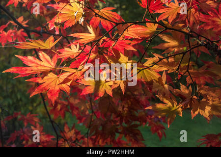 Ahorne in Westonbirt Arboretum, Tetbury, Gloucestershire, VEREINIGTES KÖNIGREICH Stockfoto