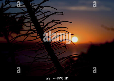 Makro Pflanzen bei Sonnenuntergang in Malibu Stockfoto