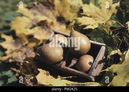 Herbst Stillleben mit Birnen Obst in Holz- korb auf Ahorn Blätter Hintergrund Stockfoto