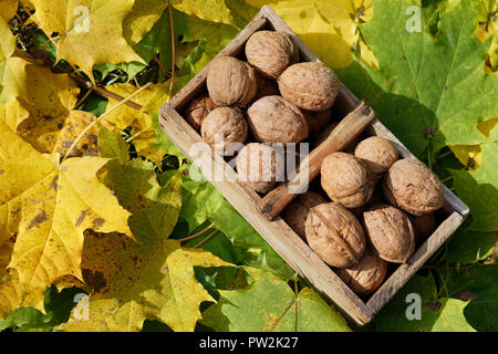 Herbst noch Leben mit Walnüssen Obst in Holz- korb auf Ahorn Blätter Hintergrund Stockfoto
