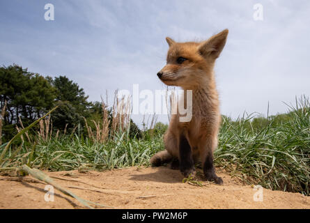 Fox Kits spielen im Feld Stockfoto