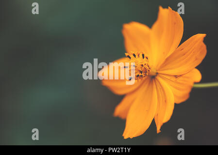 Gelb cosmos Flower Head-Kosmos sulfureus - Nahaufnahme mate Farben Stockfoto