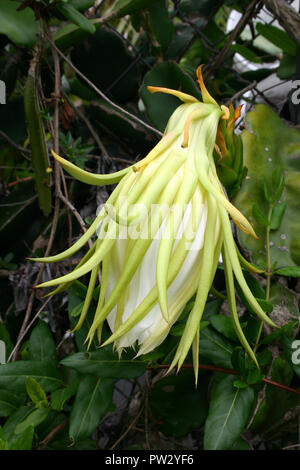 Nahaufnahme der ungeöffneten Blüte der Hylocereus undatus (weisse Kühe PITAHAYA) gewachsen, wie dekorative WEINSTOCK ODER FÜR DIE FRUCHT Stockfoto