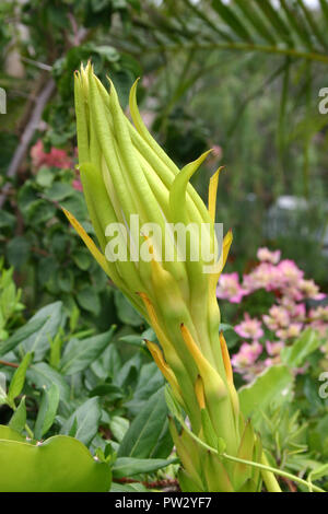 NAHAUFNAHME DER UN-GEÖFFNETEN BLÜTE VON HYLOCEREUS UNDATUS (WEISS-FLEISCHIGE PITAHAYA), DIE ALS ZIERPFLANZE ODER ALS FRUCHT ANGEBAUT WIRD. Stockfoto