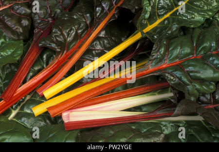 RAINBOW SILVERBEET) Mangold (BETA VULGARIS SSP. CICLA. Stockfoto