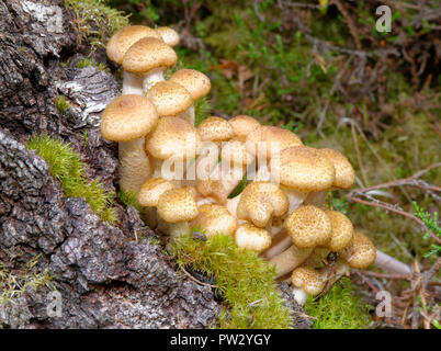 Unreife Honig Pilz Armillaria Mellea auf Birke - Stockfoto