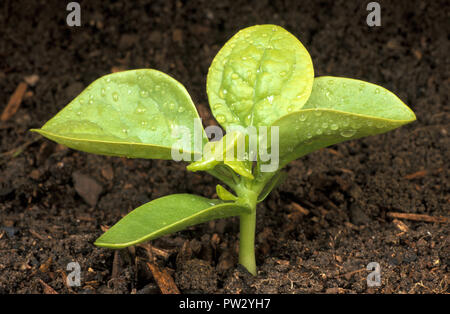 Wassertropfen auf BASELLA oder MALABAR SPINAT (BASELLA ALBA) Sämling. AIZOACEAE. Stockfoto