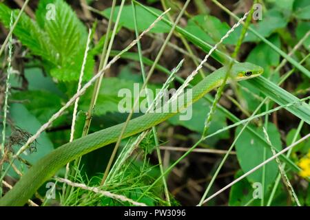 Eine grobe greensnake, auch als Green Grass snake bekannt, wartet regungslos in die Buchsen bei Yates Mühle County Park in Raleigh, North Carolina. Stockfoto