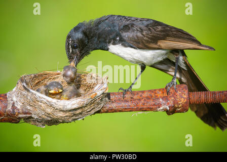 Willie Bachstelze Mutter mit ihrem Nest unsicher auf einer Grenze Zaun in einem Naturschutzgebiet unermüdlich für den Schutz ihrer neuen Familie ist. Stockfoto