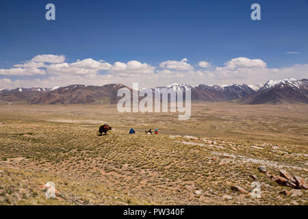 Kirgisischen Hirten mit Yak verpackt für die Expedition von Keng Shiber Kara Jilga, Pamir, Gorno-Badakhshan, Tadschikistan. Stockfoto