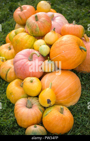 Foto der Ernte von orange Kürbisse Stockfoto