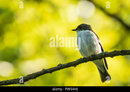 Nahaufnahme eines Europäischen pied schopftyrann Vogel (Ficedula 'So Sweet) hocken auf einem Zweig, das Singen in einem grünen Wald im Frühling Brutzeit. Stockfoto