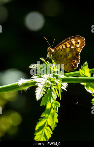 Nahaufnahme eines Rotklee-Bläuling, schmetterling, Pararge splendens. Ruht auf einem Blatt in einem Wald mit offenen Flügeln Stockfoto