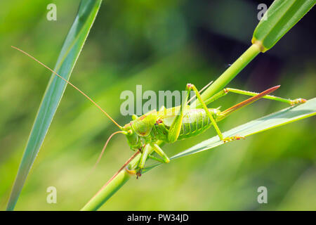 Makro Nahaufnahme eines weiblichen Großen Green Bush - Kricket, Tettigonia Viridissima mit ovipositor. Stockfoto