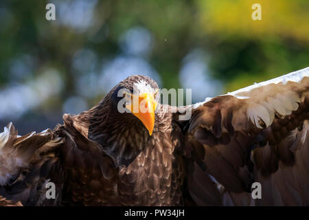 Steller's Sea Eagle, Haliaeetus pelagicus, schwarzer und weißer Raubvogel im Flug während einer Jagd einen grünen Hintergrund. Der größte Vogel der Gattung Hali Stockfoto