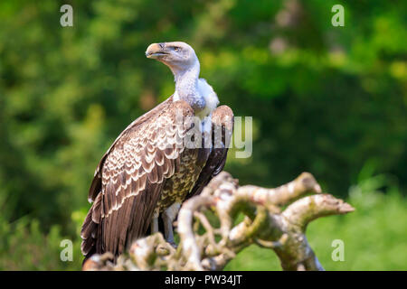 Natürliche Nahaufnahme eines Ruppell's Gänsegeier Tylose in Rueppellii Raubvogel auf eine Zweigniederlassung, die in einem grünen Wald gehockt Stockfoto