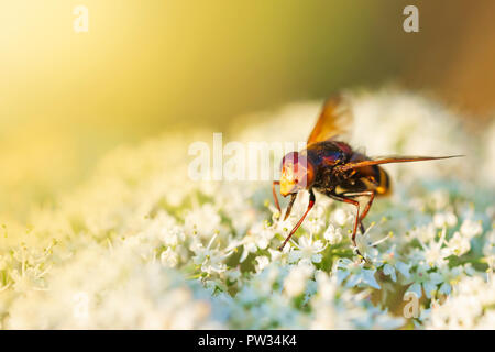 Nahaufnahme eines Volucella zonaria, der Hornet hoverfly nachahmen, Fütterung Nektar von Blüten bei Sonnenuntergang Stockfoto
