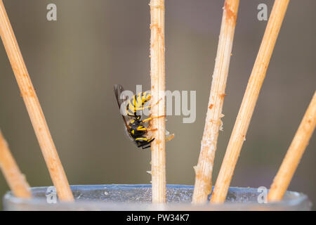 Wespe insekt Fütterung auf Reste auf einem Tisch in einem Garten. Dies kann eine Plage für die Menschen sein. Stockfoto