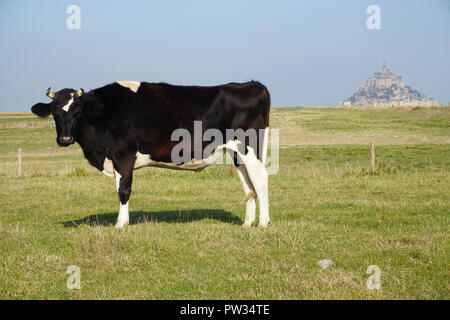 Eine seltsame schwarze und weiße Kuh stehend durch den Mont St Michel, Frankreich an einem sonnigen Tag Stockfoto