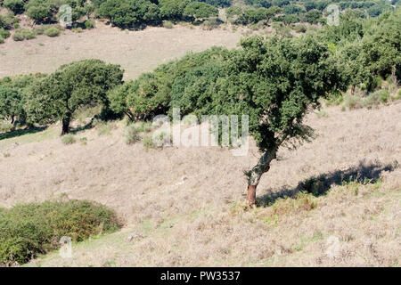 Geerntet Korkeichen in einem Feld (Quercus Suber). In der Nähe von Bosa, Sardinien, Italien Stockfoto