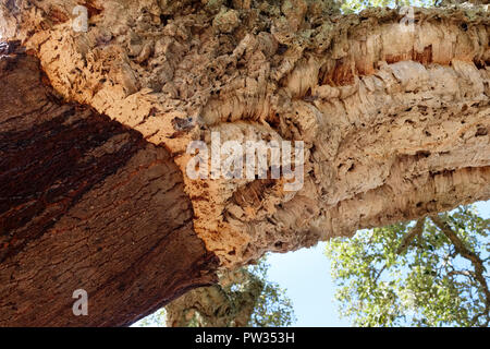 Nahaufnahme der geernteten Kork Eiche (Quercus Suber). In der Nähe von Bosa, Sardinien, Italien Stockfoto