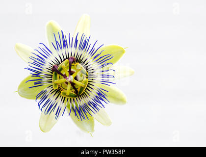 Passionflower Makro auf weißem Hintergrund Stockfoto