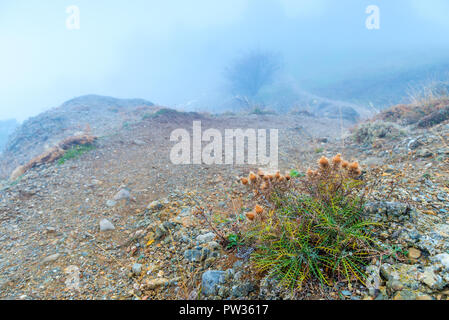 Berge, Pflanzen in einer Höhe unter den Steinen in einer nebligen Herbst Tag Stockfoto