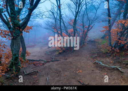 Schönen Wald in den Bergen im November, Foto in den nebligen Morgen Stockfoto