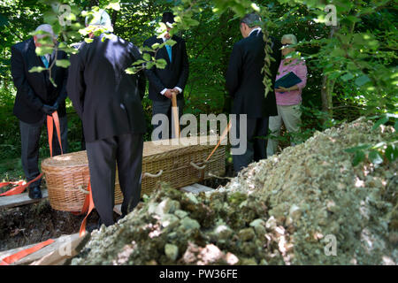 Grüne Beerdigung, Sheepgrove Bio-Bauernhof, Lambourn, Berks. Wicker Sarg ins Grab gesenkt Stockfoto