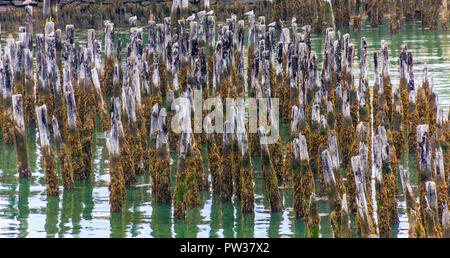 Alte Barnacle abgedeckt Pfähle in Portland, Maine Hafen Stockfoto