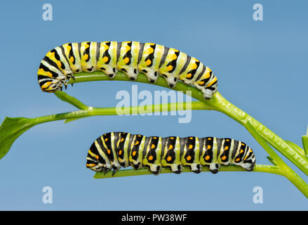 Zwei fünfte instar Schwalbenschwanz Schmetterling Raupen auf Petersilie, eine helle und eine dunkle Version, beide, in der Nähe von pupating Stockfoto