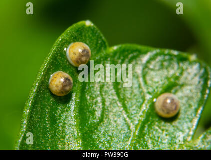 Östlichen Schwalbenschwanz Schmetterling Eier auf einem Blatt Petersilie, bereit zum eclose, mit winzigen Raupen durch die Schale sichtbar Stockfoto