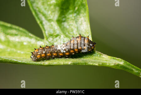 Winzige östlichen Schwalbenschwanz zweite instar Caterpillar ruht auf einem Blatt Petersilie Stockfoto